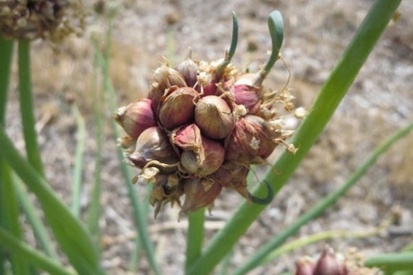 Kraken onion зеркала