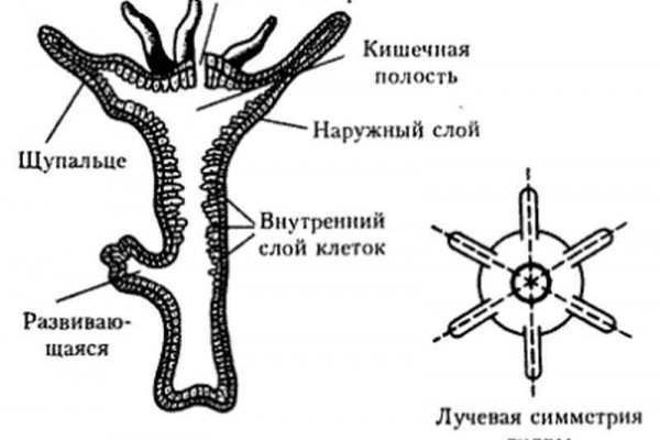 Сайт блэкспрут ссылка для тор