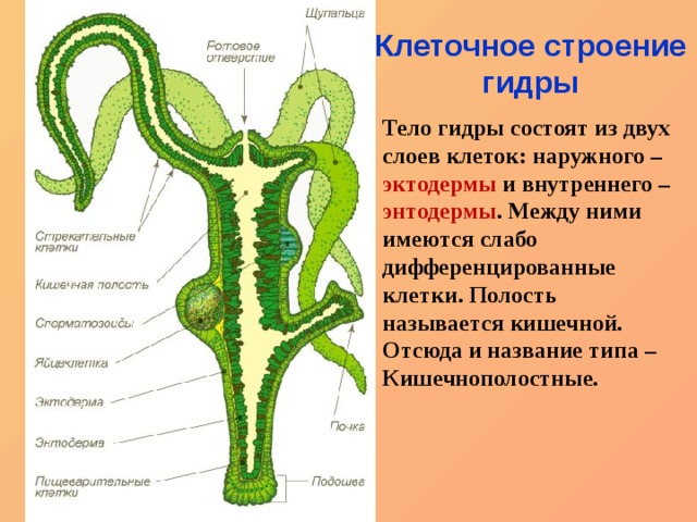 Ссылки на kraken зеркала